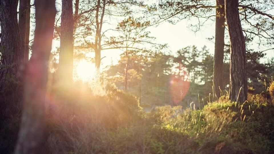 Lenkje til artikkel: Temakveld i Tunet